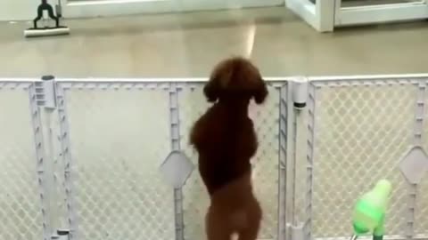 This dog saw the owner dance a beautiful dance straight away