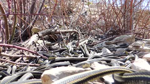 Hundreds of Large Garter Snakes in Den