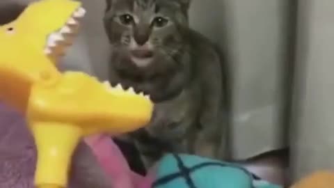 Fear of Cat