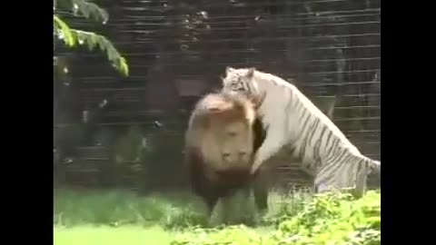 Tiger Vs Lion Best animals fights with wild 2016 animals lion tiger bear attack fight