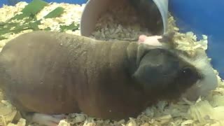 Skinny guinea pig eating, his back is very smooth [Nature & Animals]