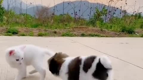 The cat and dog fight