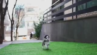 Little husky dog running