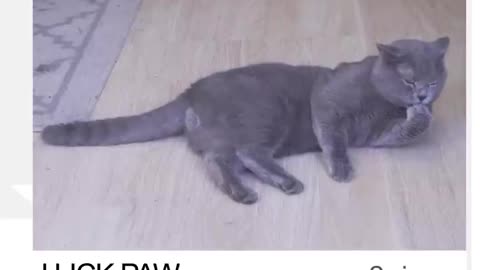 The Ultimate Viral Cat Video