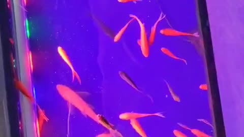 Small fish in big fish tank