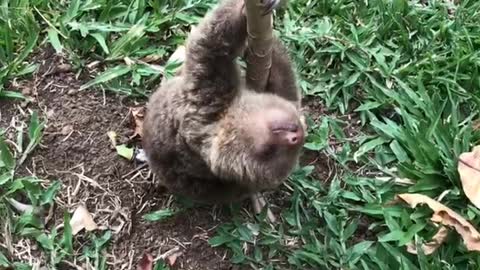 Baby Sloth Rescue Makes Precious Sounds