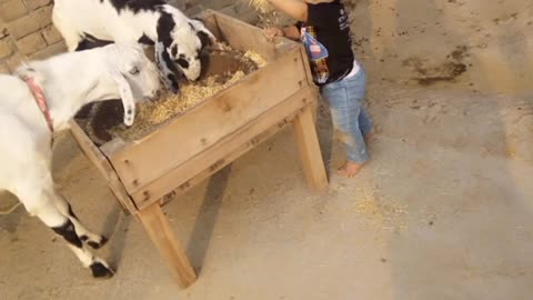 Cute baby play with goat