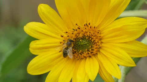 A bee feeding on the nectar of a yellow flower