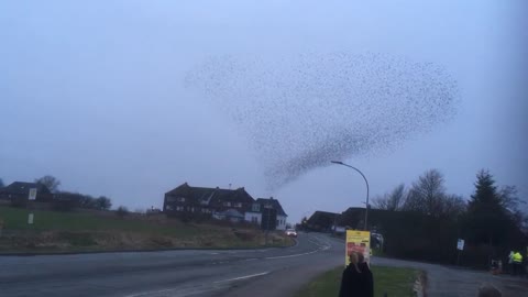 A Mesmerizing Murmuration