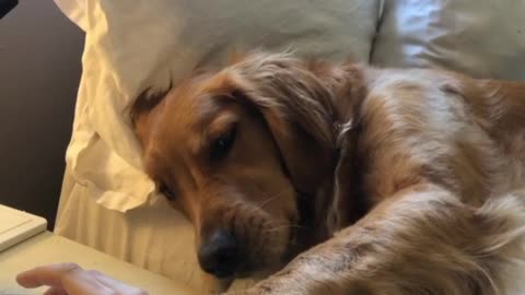 Needy Golden Retriever demands scratches from owner