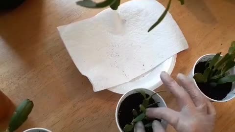 Propagating A Christmas Cactus In Soil.