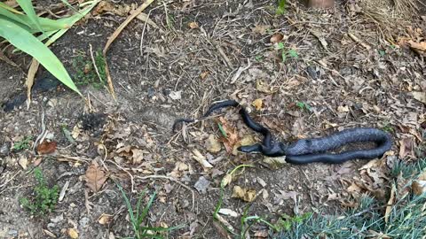 Timelapse of a Black Snake Eating a Rabbit