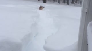 Tan dog running in snow trying to stay above snow