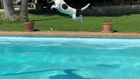 Dog jumps in the pool