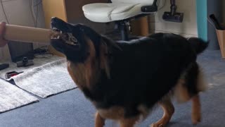 Puppy goes absolutely bonkers for cardboard tube