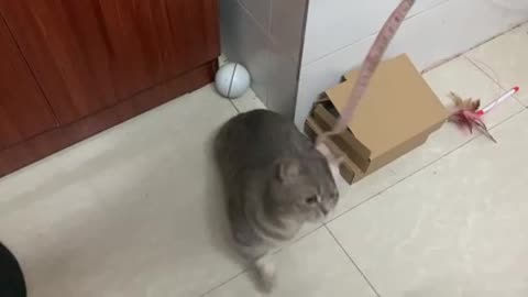 A cat trying to catch a rope