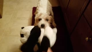 Terrier won't let go of toy
