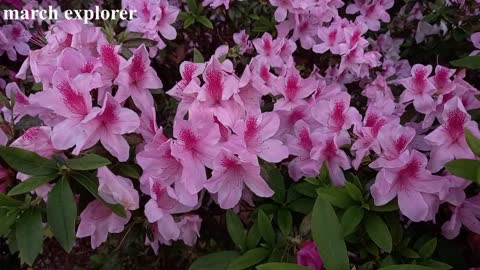 三月杜鵑花開 03 Rhododendron, mhp1218, Mar 2021