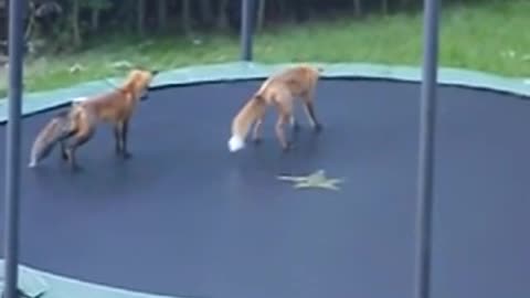 Funny Foxes Jumping on my Trampoline when they found it alone