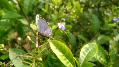 Butterfly Plant Lover Morning View