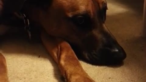 Excited dog howls for Happy Birthday song