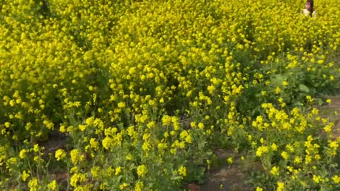 a swaying rape flower