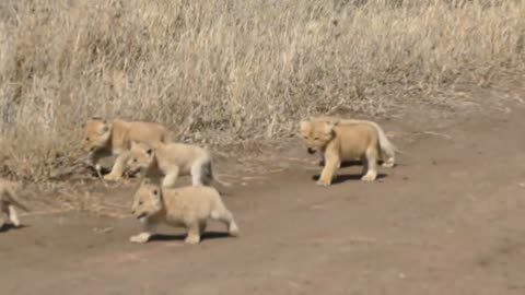 (ORIGINAL AUDIO) ADORABLE! SEX LION CUBS enjoy their first outdoor adventure.....