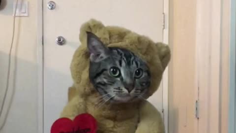 Cat not too thrilled about teddy bear costume