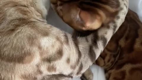 Bengal cats in love