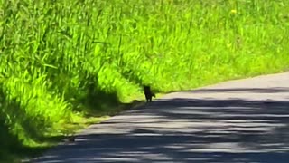 A marten on a cycle path / a very beautiful animal.