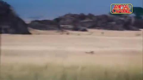 Cheetah - The Fastest Animal in the World! Compilation