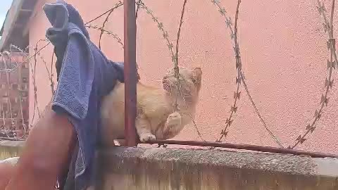 Rescue of cat trapped in barbed wire fence
