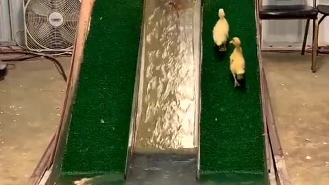 Funny animal😁 happy ducks