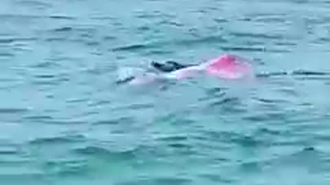 Rare pink dolphin