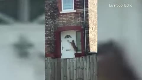 Polite Cat Knocking On Door!