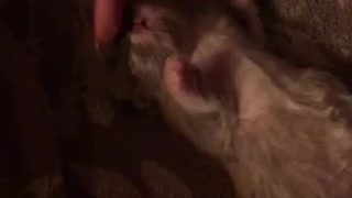 3 Week old Baby Birdy Blue loves her head pet and belly rubs