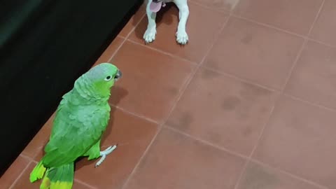 Bird Calls Dog A Dirty Word