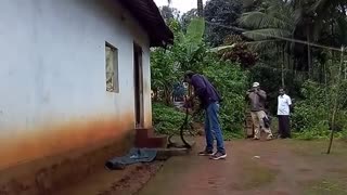 snake catcher caught snake from house near forest