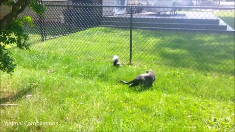 Baby Skunks - Funniest Compilation