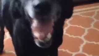 Dog singing with me