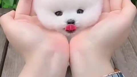 very cute puppy adorable