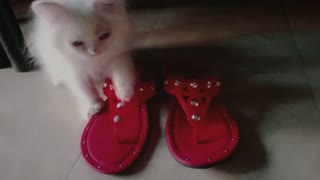 Don't Touch My Foorwear - Kitten