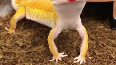 My funniest lizard