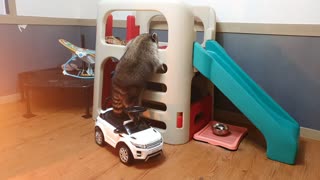 Pet raccoon stands on toy car to reach the slide