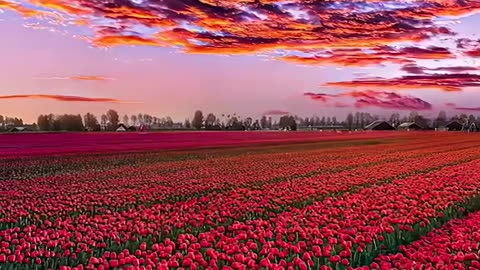 Gorgeous nature environment red flowers🌸🌺🌻🌹🌷🌼💐