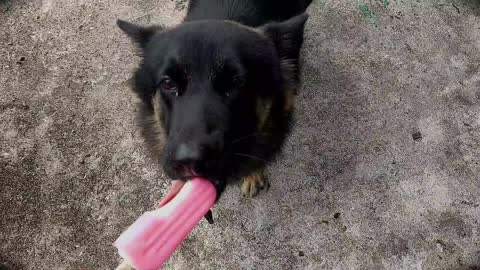 german shepherd attack 🍡 #dogvideos #subscribe #shorts