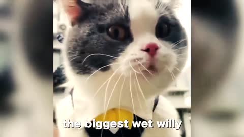 Cute cats talking / These cats can speak english better than hooman