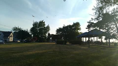 Slow Mo Sea Gulls