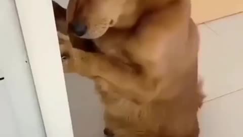 So cute and funny dog🐕