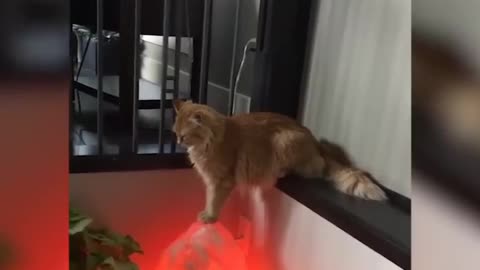 The cat's revenge was cruel